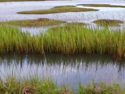 MS Shot of landscape of marsh / St. Simons Island, Georgia, United States Stock Footage