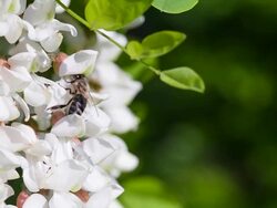 Bee collecting nectar from acacia flowers. Stock Footage