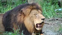 Panting Lion Stock Footage