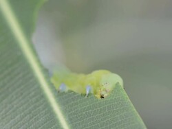 Larva Stock Footage