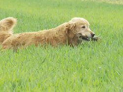 HD SLOW-MOTION: Dog In Grass Stock Footage