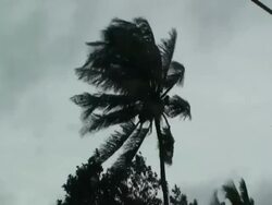 Palm tree blowing in strong winds in Cupang, 20km SE of Manila, Philippines, Typhoon Mirinae 2009 Stock Footage