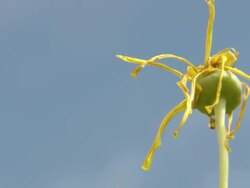 MS TU Shot of Yellow Namaqualand daisies facing sky with dead petals / Namaqualand, Northern Cape, South Africa Stock Footage