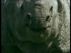 CU Greater One-horned Rhinoceros chewing, to camera, India Stock Footage