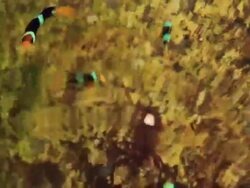 Clown fishs Stock Footage