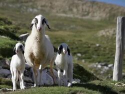 Alpine Sheep Family: Mother and Little Lambs Stock Footage