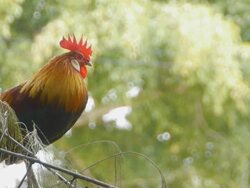 Cock crow Stock Footage