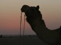 CU Tar dessert at Sun setting with camel / Sam Sand Dunes, Rajasthan, India Stock Footage