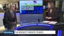 Bee Population Declining: What's the Big Deal? News Clip