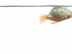 Goldfish Stock Footage