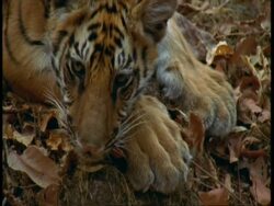CU Royal Bengal Tiger, Panthera tigris tigris, sleepy cub, resting on forest floor, Bandhavgarh National Park, India Stock Footage