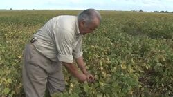 VOICED: Argentina creates a drought resistant gene News Clip