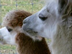 HD 1080i Alpaca Pair Stock Footage