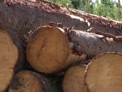 Timber Stack Stock Footage