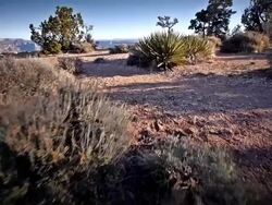 MS POV Shot of Grand Canyon National Park / Grand Canyon National Park, Arizona, United States Stock Footage