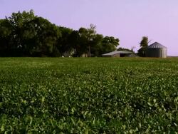 Farm Crops Stock Footage
