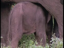 Indian Elephant, Elephas maximus, calf between mothers legs, Western Ghats, India Stock Footage