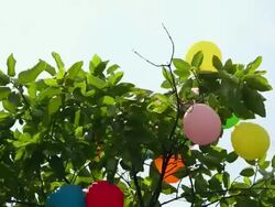 Low angle view of balloons mounted on a tree Stock Footage