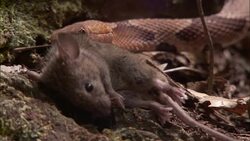 A snake picks up a mouse carcass. Stock Footage
