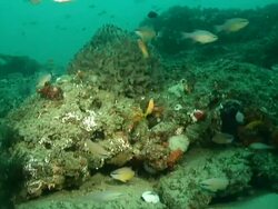 MS Shot of Various fish swimming or drifting along rocks covering with coral and sponge / Matola, Maputo, Mozambique Stock Footage