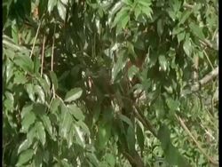 MS Tilt down, Red howler monkey mother with baby on back climbing through tree, South America Stock Footage