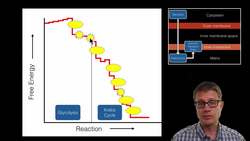 Mitochondria: The Powerhouse of the Cell Instructional Video