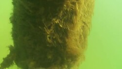 A crab clings to a weedy stalk of corals. Stock Footage