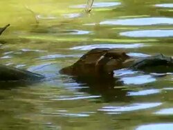 Duck Stock Footage