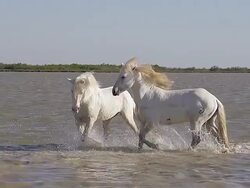 MS SLO MO Camargue Horse, stallions fighting in swamp / Saintes Marie de la Mer, Camargue, France Stock Footage