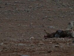 Desert wolf eats sheep, Israel Stock Footage