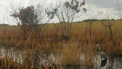 Pan shot of Bird in south Florida Swamp Stock Footage