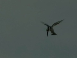 Pied Kingfisher (Ceryle rudis) hovering, Israel Stock Footage