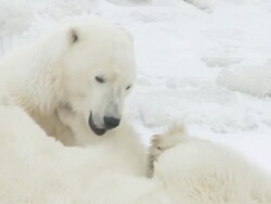 CU SLO MO Two polar bears playing and fighting / Churchill, Manitoba, Canada Stock Footage