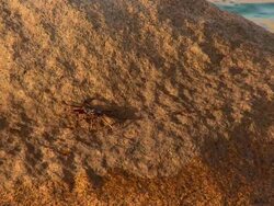 HD: Crab Stock Footage