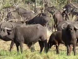 MS Shot of Herd of African Buffalos(syncerus caffer) / Moremi Reserve, Africa, Botswana Stock Footage
