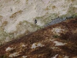 Crab on the rock Stock Footage