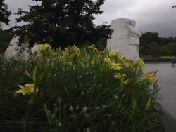 Martin Luther King Jr Memorial In Washington DC Stock Footage
