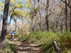 HD video Colorado mountain biking through fall colors Stock Footage