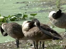 geese grooming Stock Footage