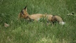 HD video relaxing napping wild red fox Denver Colorado Stock Footage