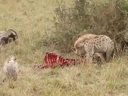 MS TS Spotted hyena protect hunt from african white backed vultures / National Park, Africa, Kenya Stock Footage