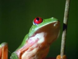Red-eyed tree Frog, BCU frog croaking, pulls out to frog holding onto vines Stock Footage