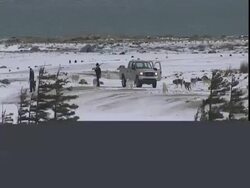 Rangers and huskies (Canis lupus familiaris) near truck Stock Footage