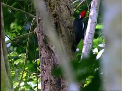 Woodpecker, MS female Crimson-crested woodpecker pecks tree, Panama Stock Footage