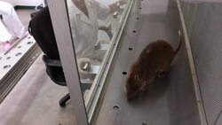 CLEAN : Rats sniff out Tuberculosis in Mozambique labs News Clip