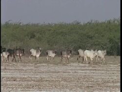 MWA Herd of cattle walking left to right through scrub, Gujarat, India Stock Footage