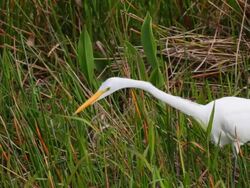 snow egret in the Everglades Stock Footage