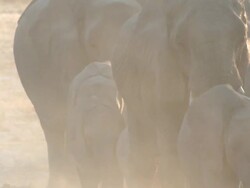 African Bush Elephant (Loxodonta africana) herd walking through sunlit dust, Etosha National Park, Namibia Stock Footage