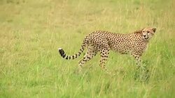 Cheetah watching for preying at wild Stock Footage