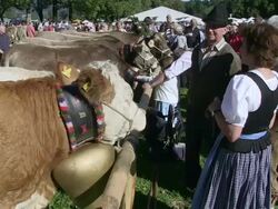 MS Tourist standing and touching cattles / Oberstdorf, Bavaria, Germany Stock Footage